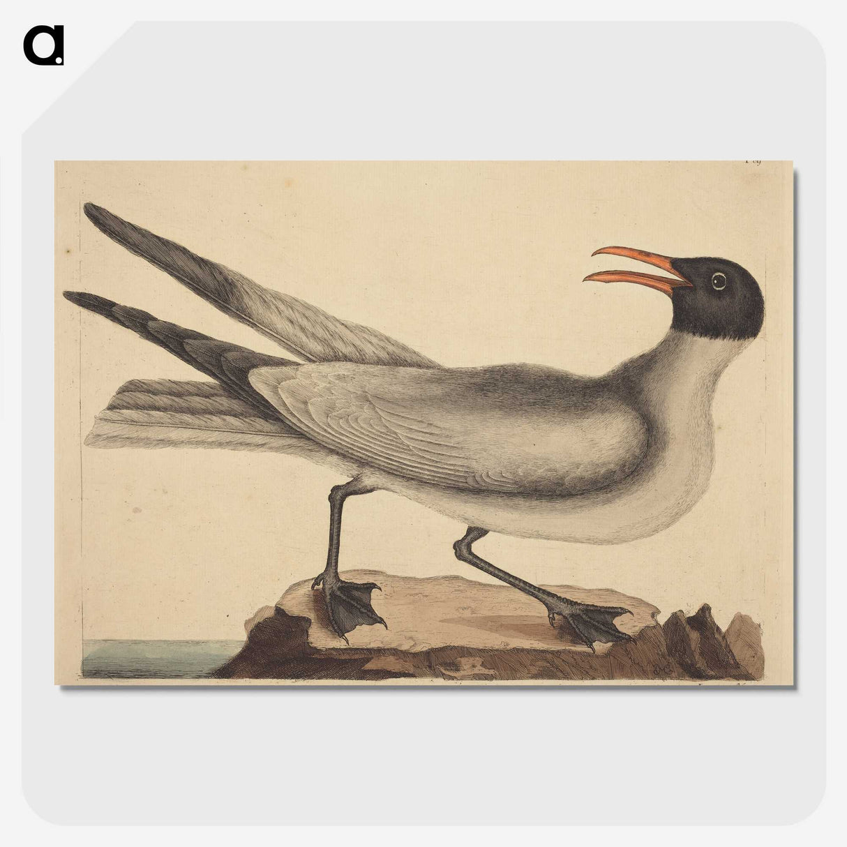 2-20_Mark-Catesby_picture-crop