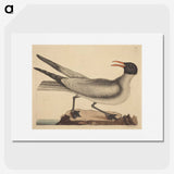 2-20_Mark-Catesby_picture