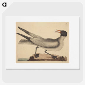 2-20_Mark-Catesby_picture
