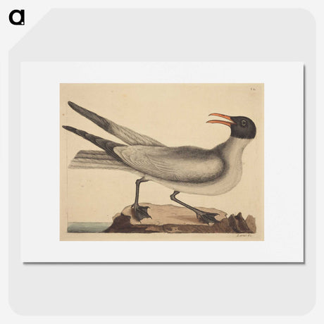 2-20_Mark-Catesby_picture