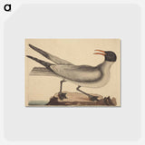 アートポストカード-The Laughing Gull
 - マーク ケイツビー Postcard.