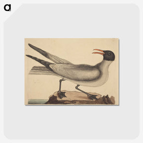 2-20_Mark-Catesby_postcard