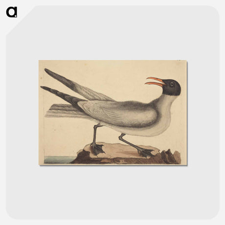 アートポストカード-The Laughing Gull
 - マーク ケイツビー Postcard.