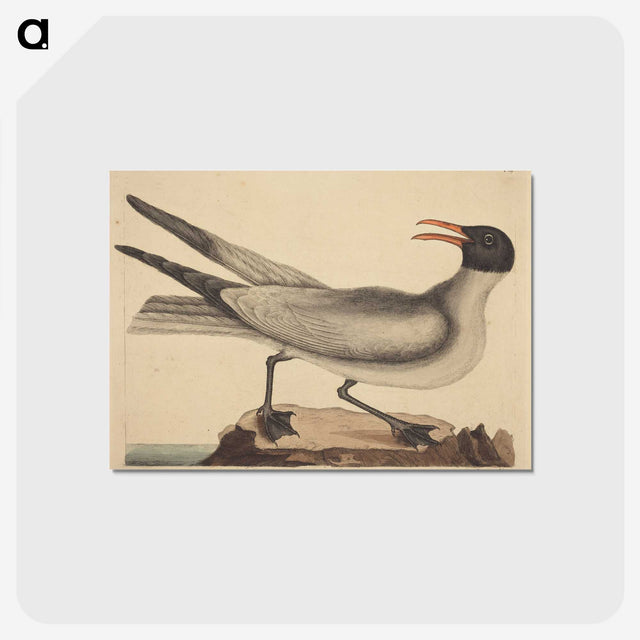 2-20_Mark-Catesby_postcard