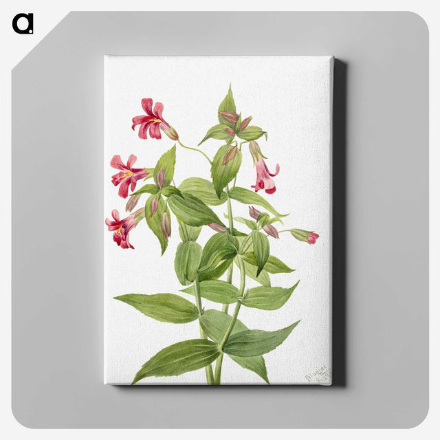 2-20_Mary-Vaux-Walcott_canvas
