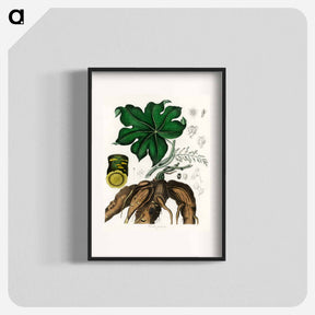 アートポスター-Cocculus palmatus Illustration
 - 薬用植物学 Poster.