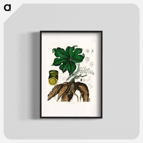アートポスター-Cocculus palmatus Illustration
 - 薬用植物学 Poster.