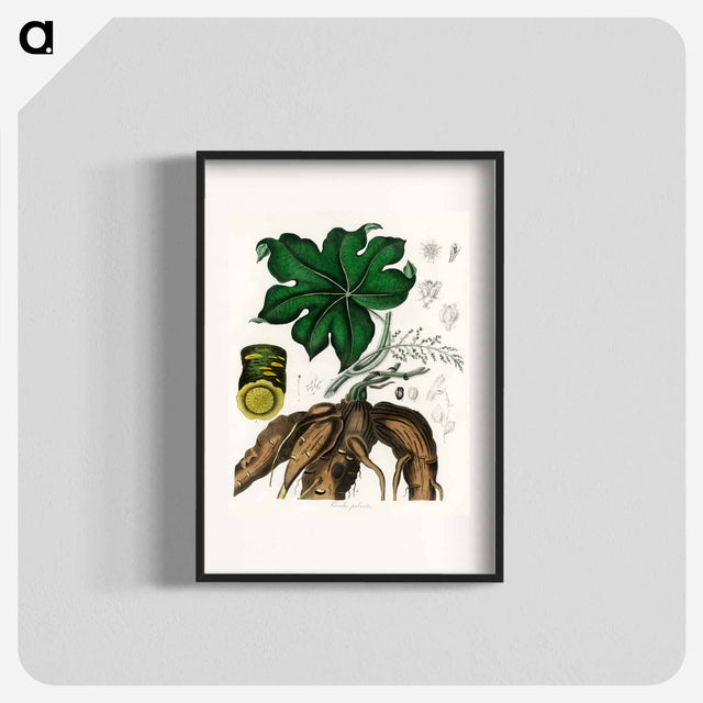 アートポスター-Cocculus palmatus Illustration
 - 薬用植物学 Poster.