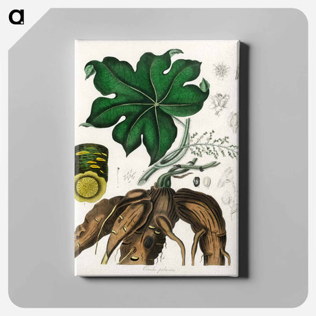 アートパネル-Cocculus palmatus Illustration
 - 薬用植物学 Canvas.