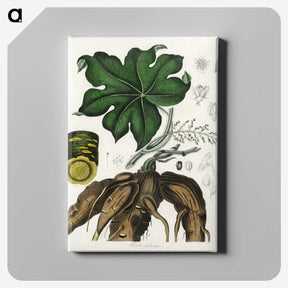 2-20_Medical-Botany_canvas