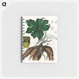アートメモ帳-Cocculus palmatus Illustration
 - 薬用植物学 Memo.