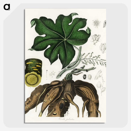 2-20_Medical-Botany_picture-crop