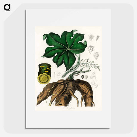 アートポスター-Cocculus palmatus Illustration
 - 薬用植物学 Poster.