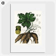 2-20_Medical-Botany_picture