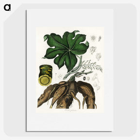 2-20_Medical-Botany_picture