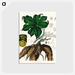 アートポストカード-Cocculus palmatus Illustration
 - 薬用植物学 Postcard.