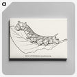 2-20_Moths-and-Butterflies-of-the-United-States_canvas