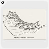 2-20_Moths-and-Butterflies-of-the-United-States_picture-crop