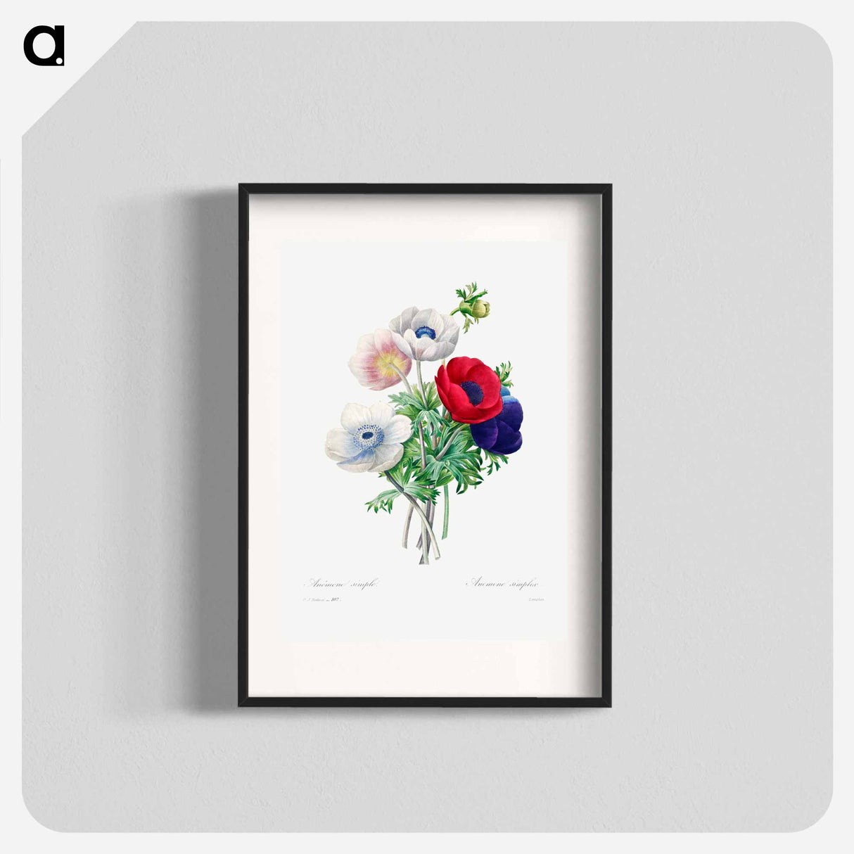 Anemone - Pierre Joseph Redouté Poster.