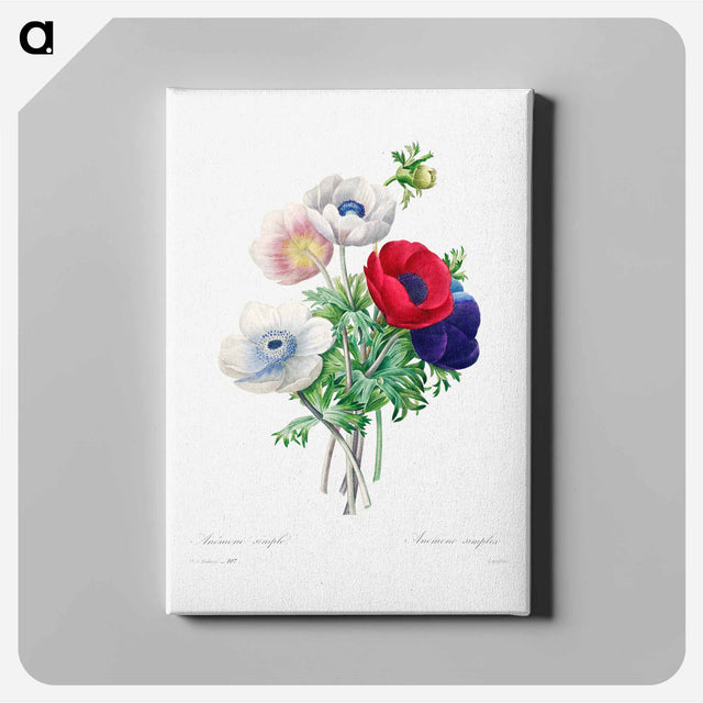 アートパネル-Anemone - ピエール ジョゼフ ルドゥーテ Canvas.