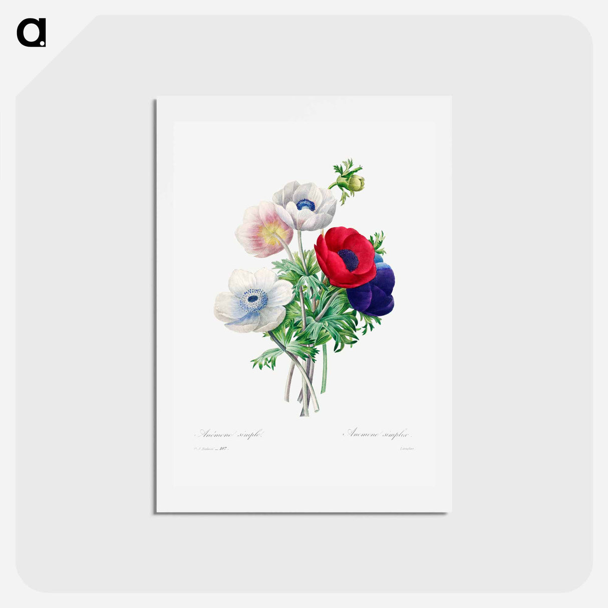 アートポストカード-Anemone - ピエール ジョゼフ ルドゥーテ Postcard.