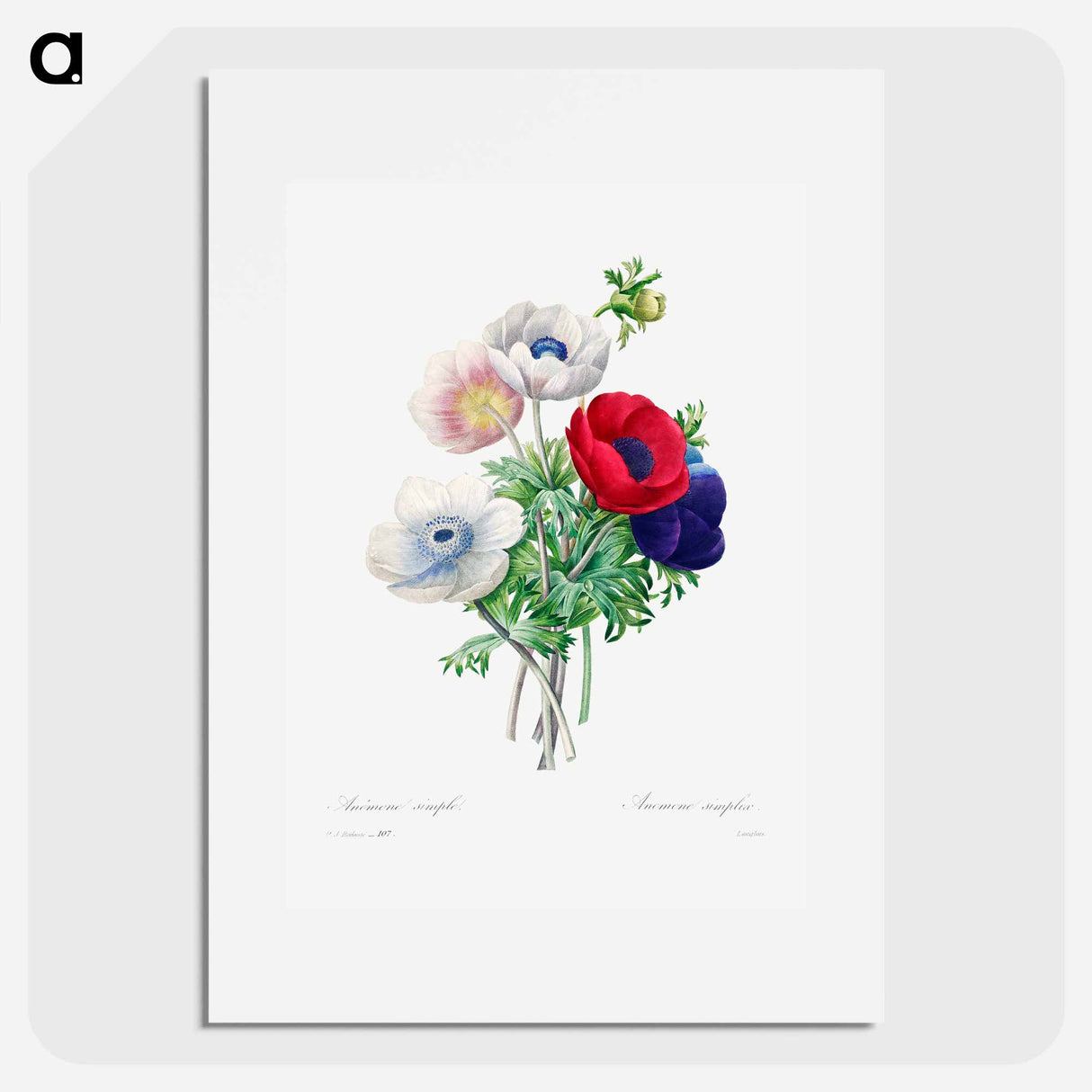 Anemone - Pierre Joseph Redouté Poster.