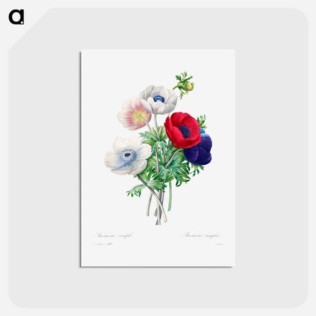 アートポストカード-Anemone - ピエール ジョゼフ ルドゥーテ Postcard.