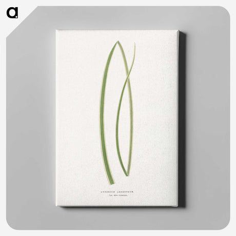 2-20_Plants-with-Colored-Foliage_canvas