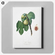 2-20_Pomona-Italiana_canvas