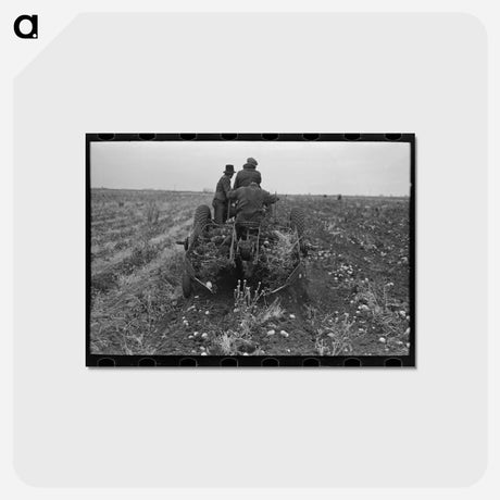 アートポストカード-Potato Digger
 - ラッセル リー Postcard.