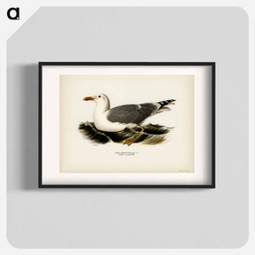 アートポスター-European Herring Gull
 - スヴェンスカ フォグラル Poster.