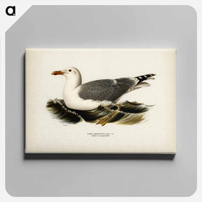 アートパネル-European Herring Gull
 - スヴェンスカ フォグラル Canvas.