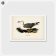 アートポストカード-European Herring Gull
 - スヴェンスカ フォグラル Postcard.