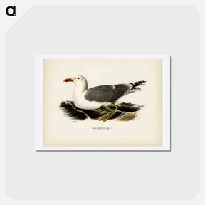 アートポストカード-European Herring Gull
 - スヴェンスカ フォグラル Postcard.