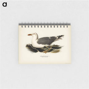 アートメモ帳-European Herring Gull
 - スヴェンスカ フォグラル Memo.