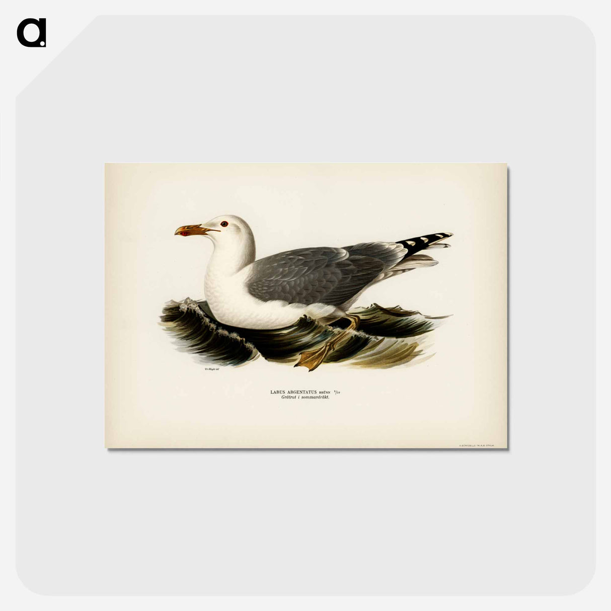 アートポストカード-European Herring Gull
 - スヴェンスカ フォグラル Postcard.