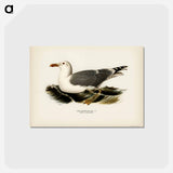 アートポストカード-European Herring Gull
 - スヴェンスカ フォグラル Postcard.