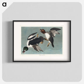 アートポスター-Golden-eye Duck from Birds of America
 - アメリカの鳥たち Poster.