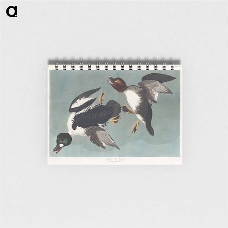 アートメモ帳-Golden-eye Duck from Birds of America
 - アメリカの鳥たち Memo.