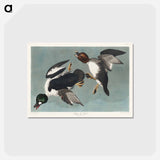 アートポストカード-Golden-eye Duck from Birds of America
 - アメリカの鳥たち Postcard.