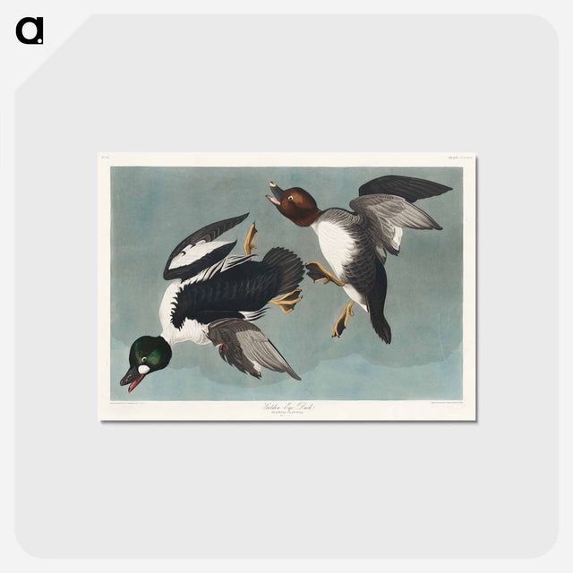 アートポストカード-Golden-eye Duck from Birds of America
 - アメリカの鳥たち Postcard.