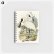 アートメモ帳-Royal Spoonbill
 - オーストラリアの鳥 Memo.
