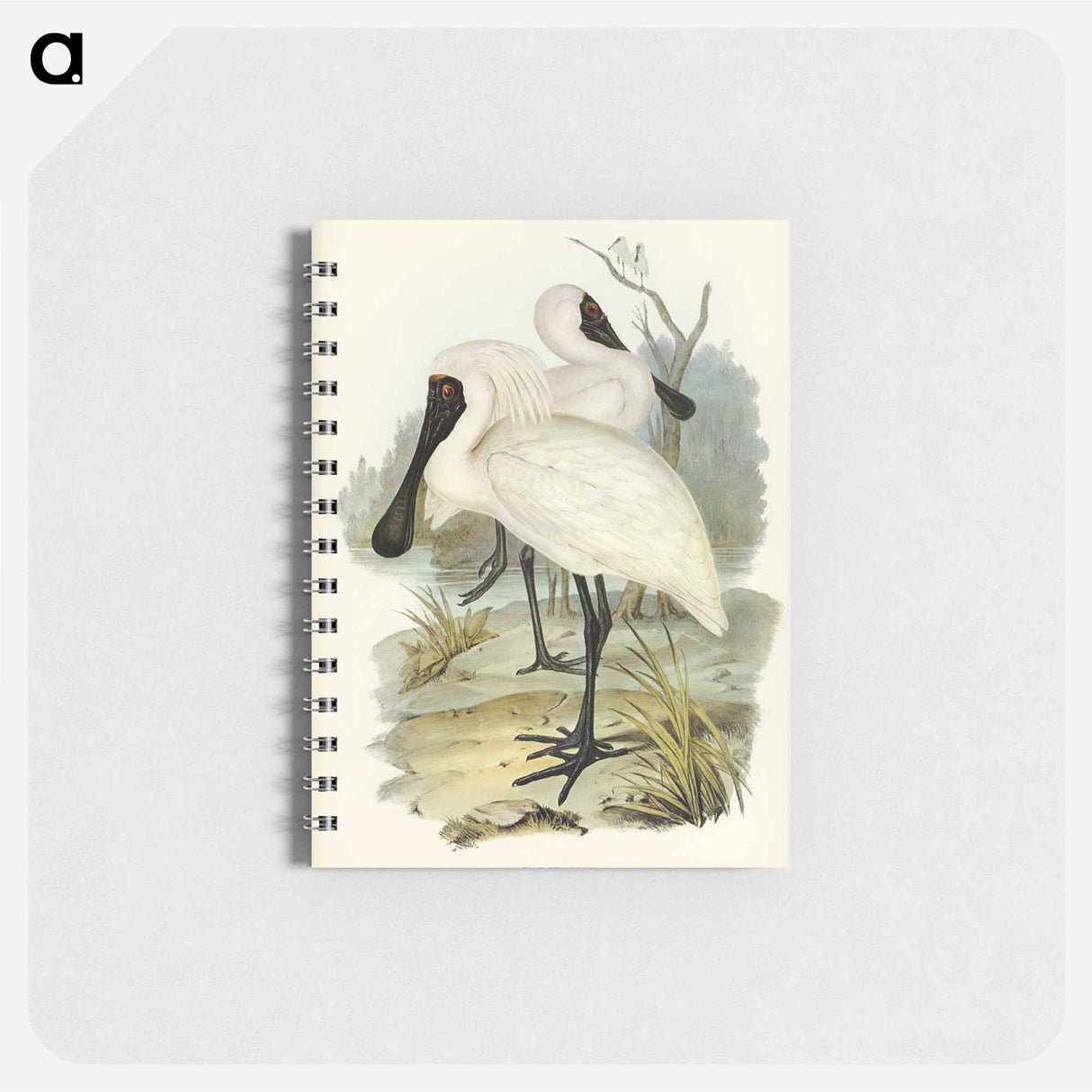 アートメモ帳-Royal Spoonbill
 - オーストラリアの鳥 Memo.