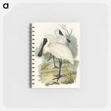 アートメモ帳-Royal Spoonbill
 - オーストラリアの鳥 Memo.