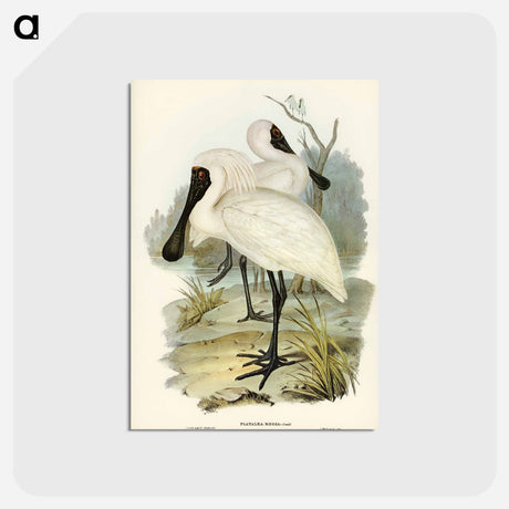 アートポストカード-Royal Spoonbill
 - オーストラリアの鳥 Postcard.