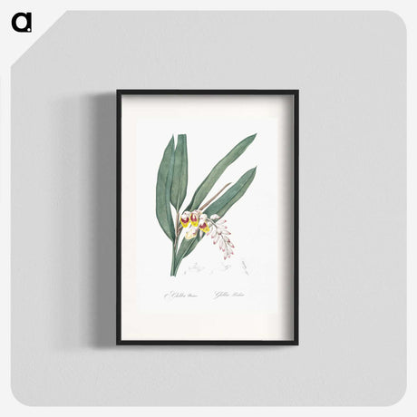 2-20_The-Lilies_blk