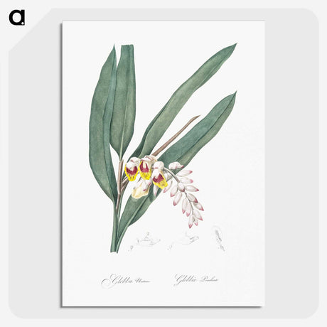 2-20_The-Lilies_picture-crop