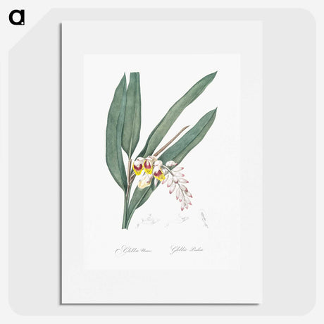 2-20_The-Lilies_picture