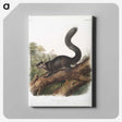 2-20_The-Viviparous-Quadrupeds_canvas