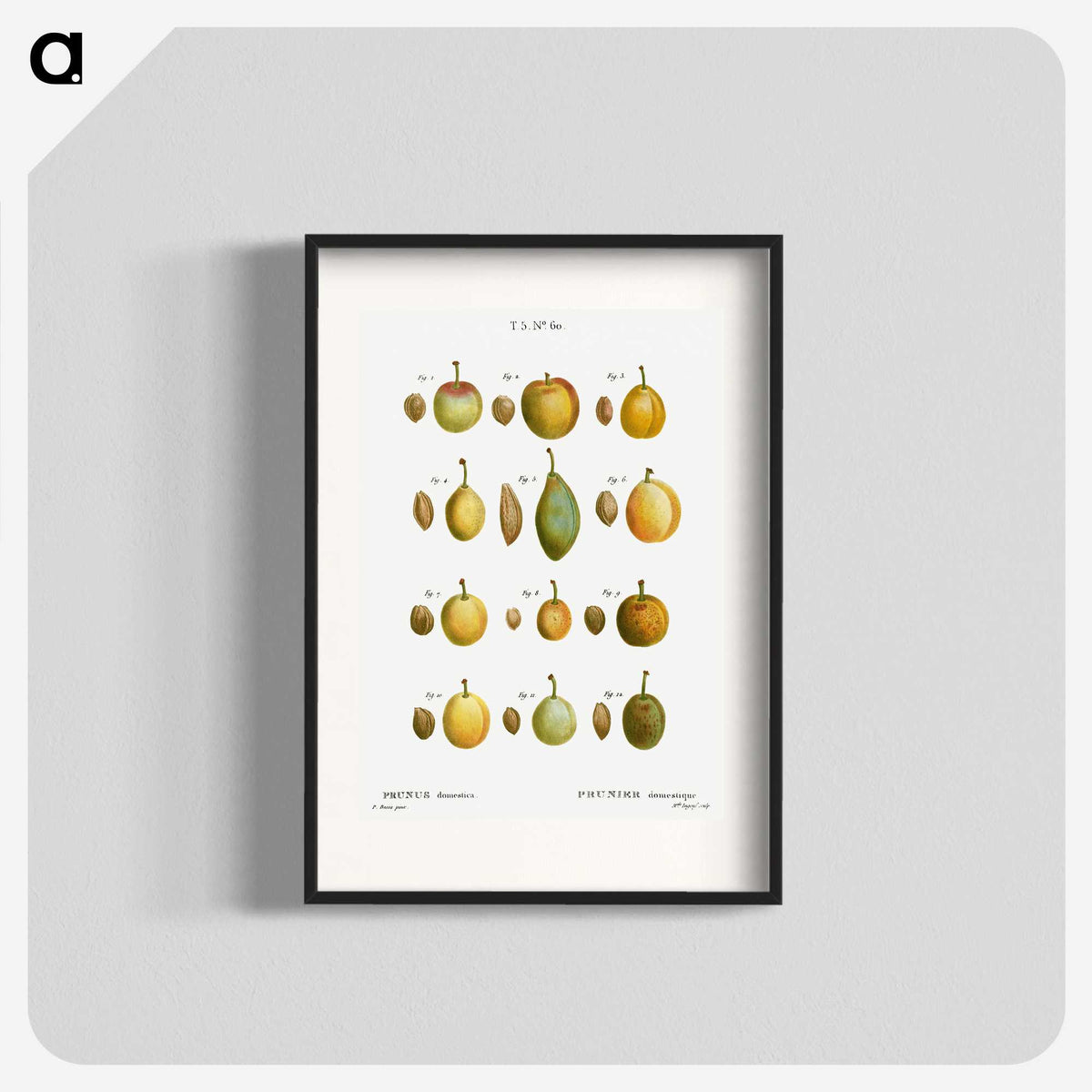 2-20_Treatise-on-Trees-and-Shrubs_blk
